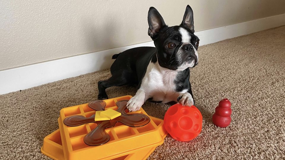 Olive the dog with puzzle toys