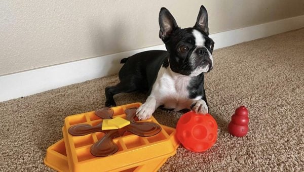 Olive the Boston Terrier with puzzle toys for mental stimulation