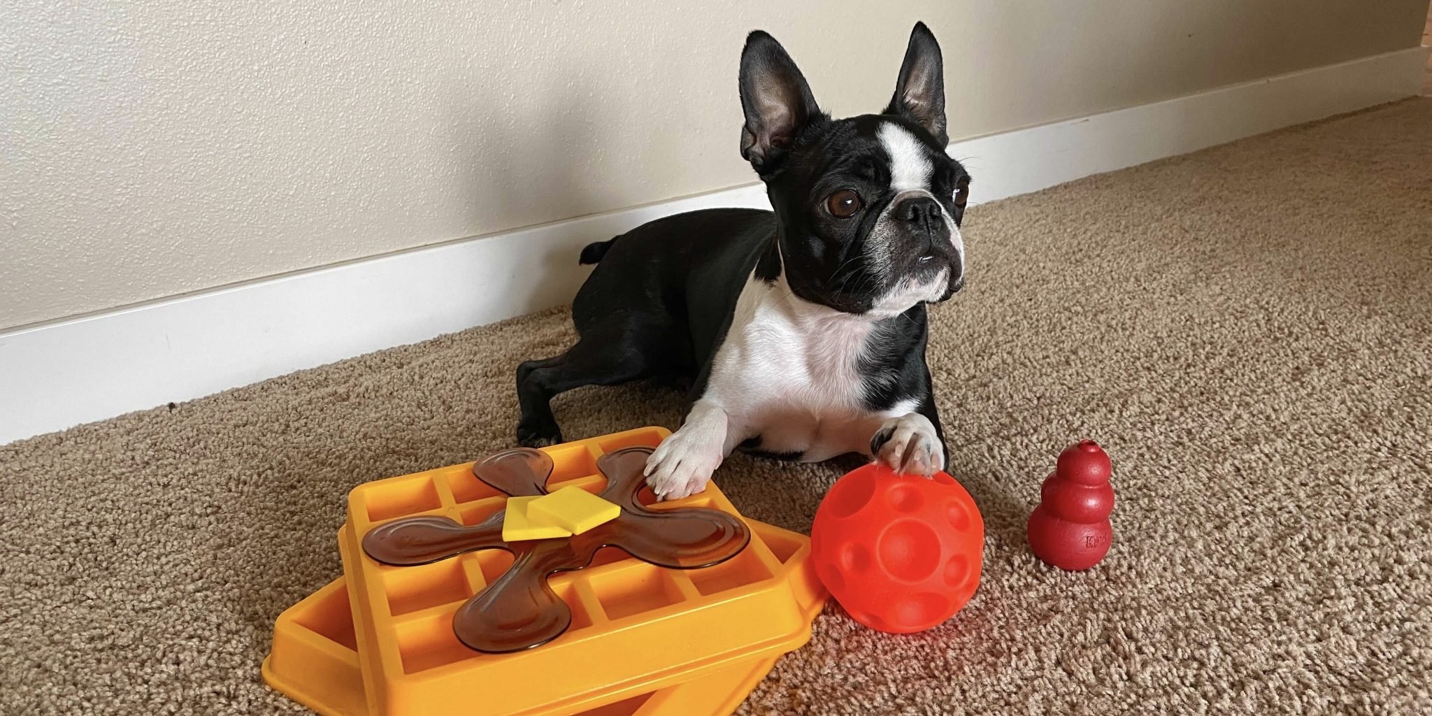 Diy Dog Toys For Smart Dogs Wow Blog