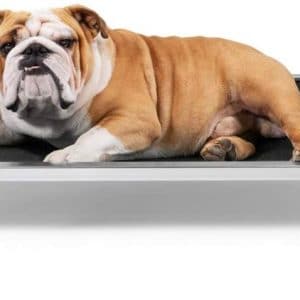 bulldog on elevated dog bed