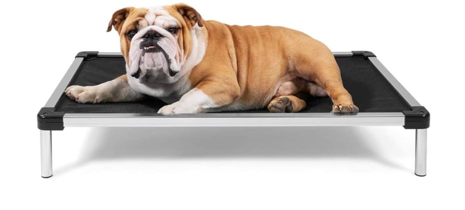 Bulldog in elevated dog bed