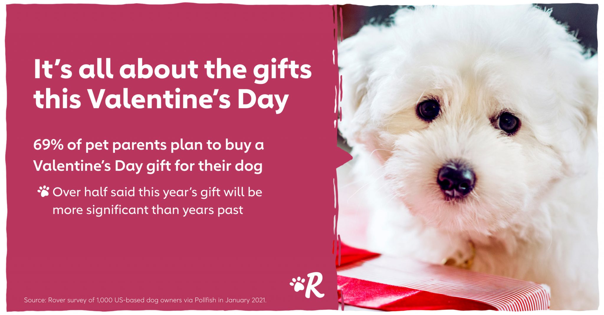 A fluffy white dog and a pink background and white text saying that people love to buy their dogs gifts on Valentine's Day