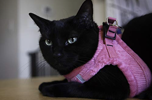 best cat harness for large cats