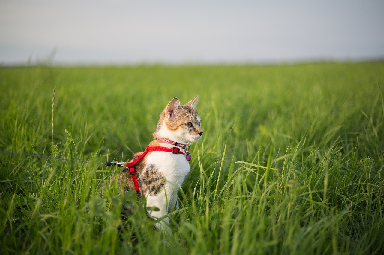 5 Questions To Ask Before Walking Your Cat The Dog People by