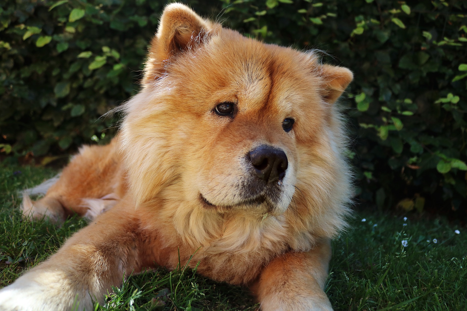 The Top 300 Chow Chow Names