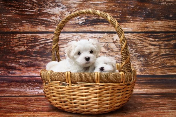 Maltese puppies in basket