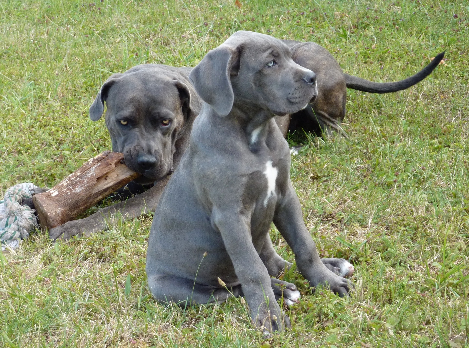 Top 151 Cane Corso Names  The Dog People by