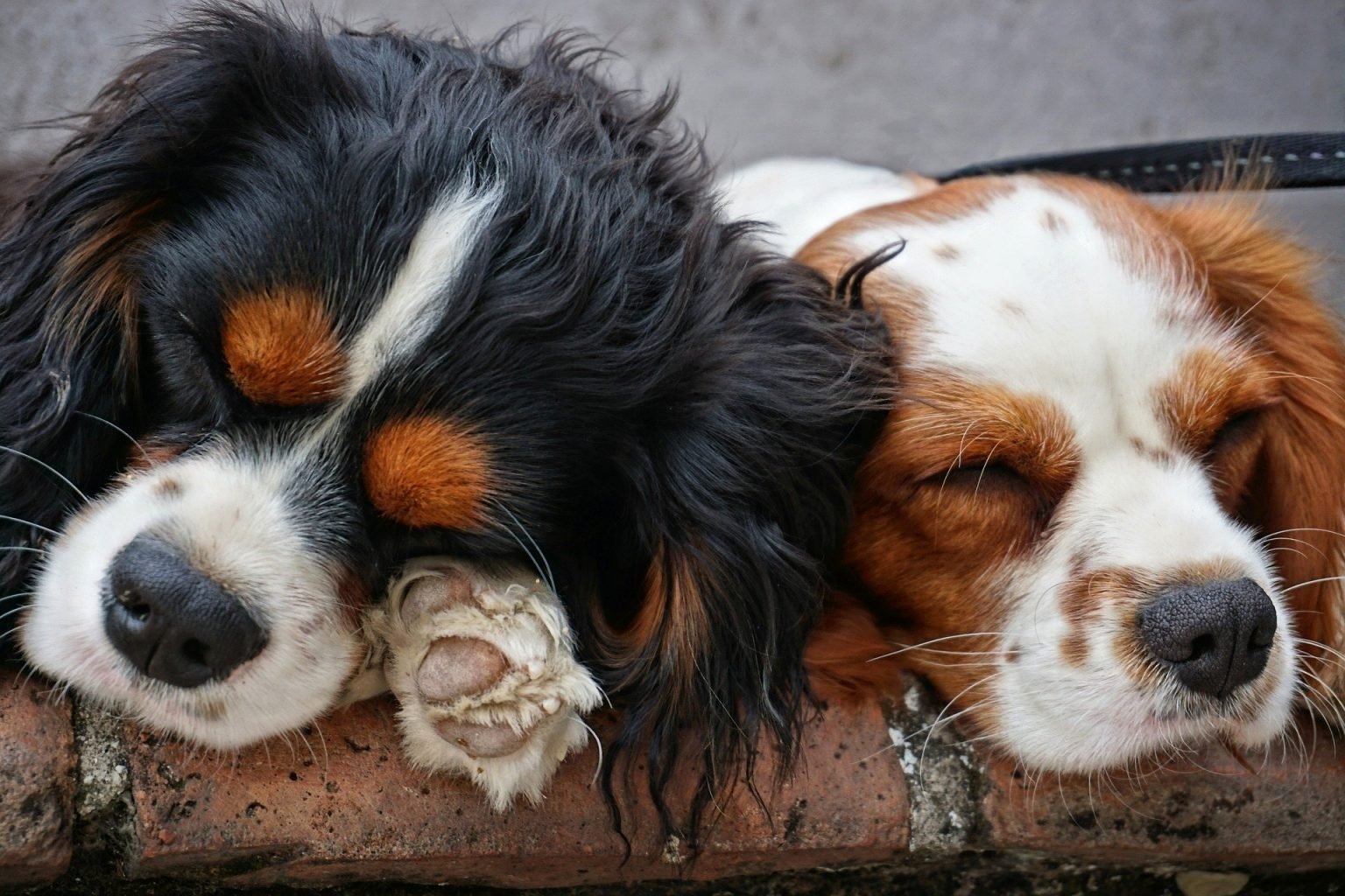 Top 118 Cavalier King Charles Spaniel Names of 2020 The Dog People by