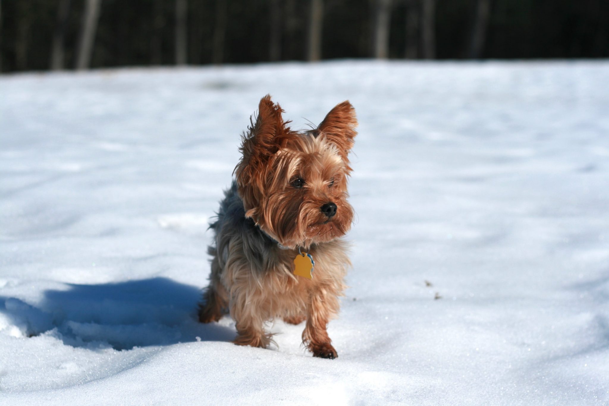 overdrivelse hver gang morder The 124 Most Popular Silky Terrier Names of 2020 | The Dog People by  Rover.com