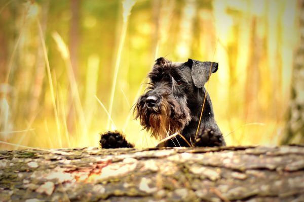 Miniature Schnauzer peeking over log