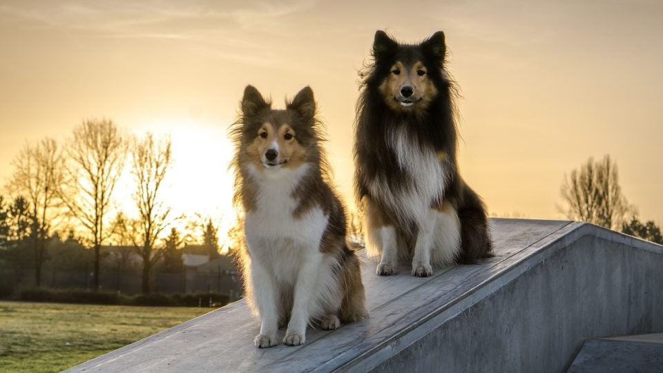 Top 124 Sheltie Names Of 2020 The Dog