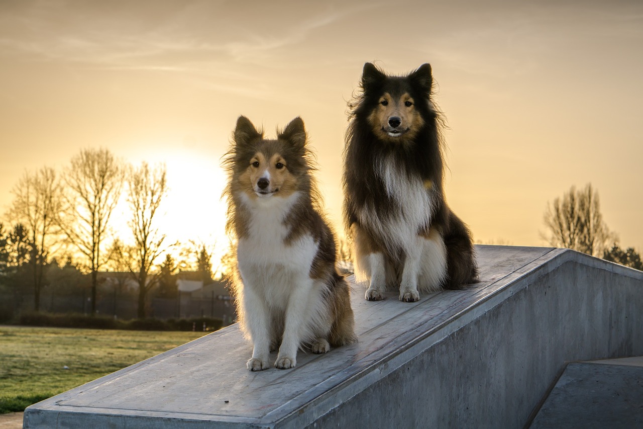 Urimelig heltinde kedelig Top 124 Sheltie Names of 2020 | The Dog People by Rover.com