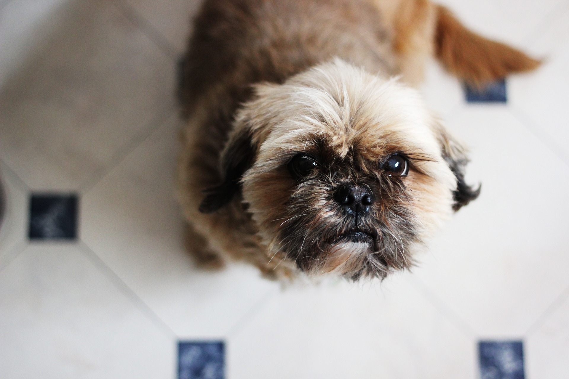 A cute and fluffy Shih Tzu looking at his owner.