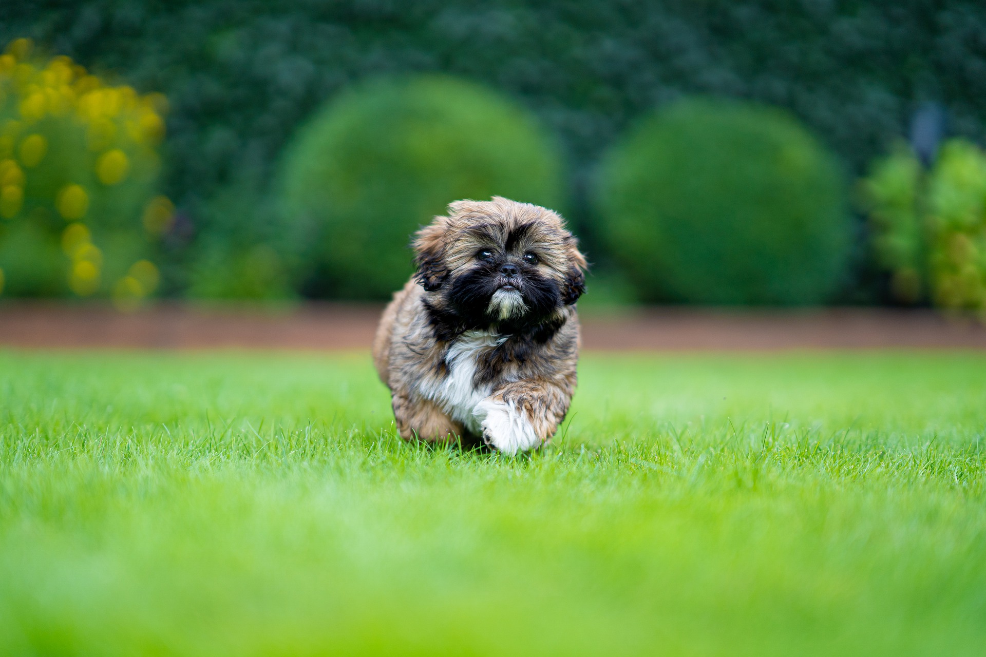 A Shih Tzu named Brody, running in the green grass.