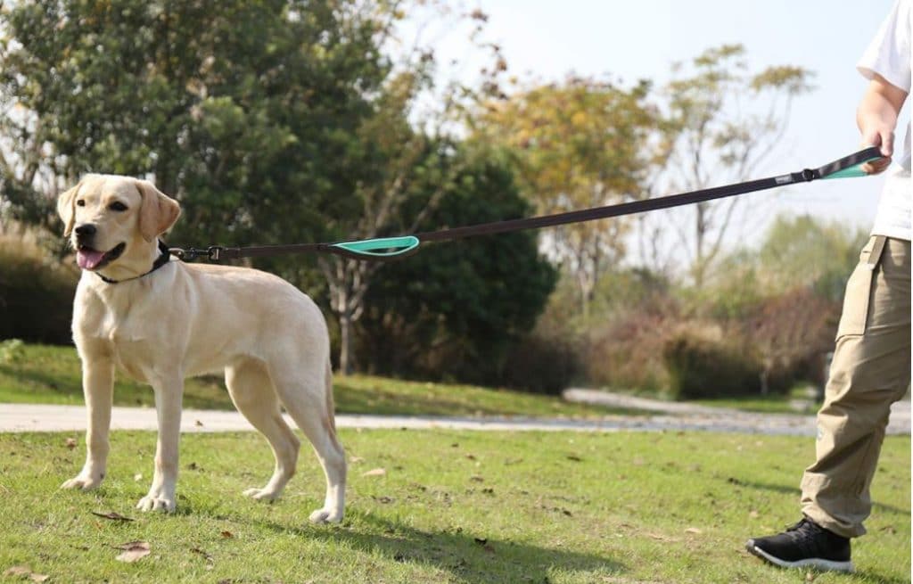 Got A Big Dog? You'll Need A Big Dog Lead 2021's Top Big Dog Leashes