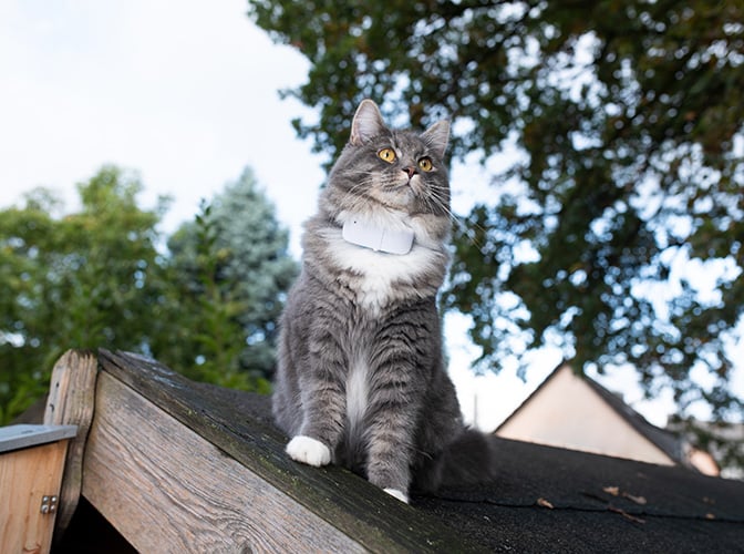 cat on roof wearing GPS collar
