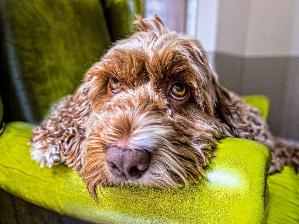 Photo of a brown cockapoo dog breed, which is a mix of cocker spaniel and poodle.