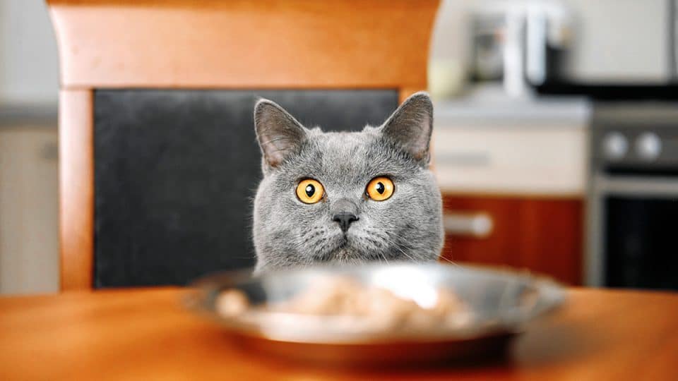 gray cat looking at food