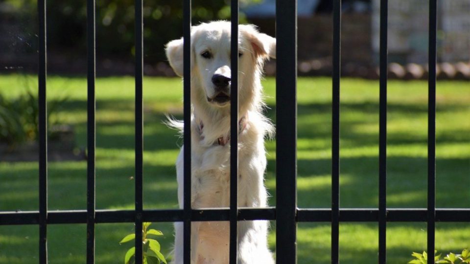 dog behind gate