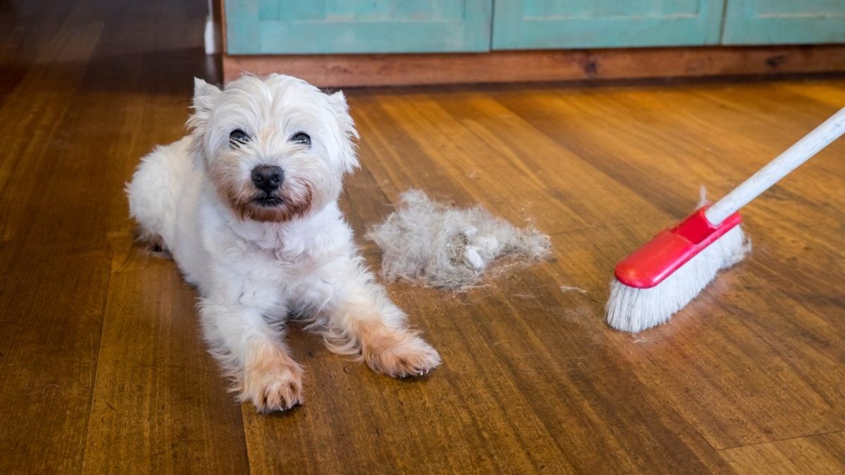 Dog Hair Remover | Top Tools That'll Change Your Life