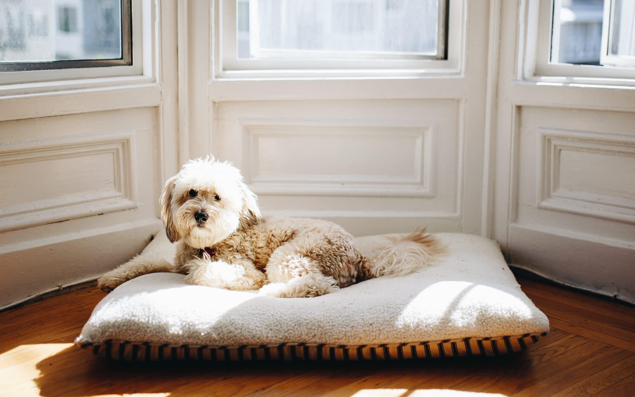 A Whoodle dog sitting on his bed in the window
