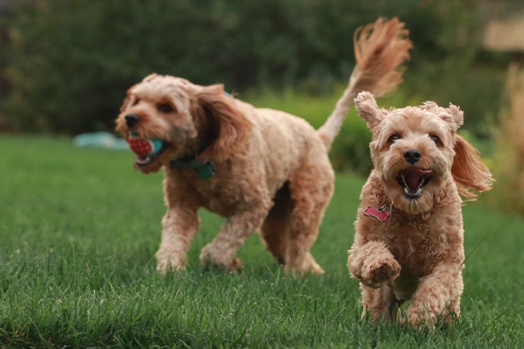 A photo of two Cavapoo dogs (breed) playing in the grass.