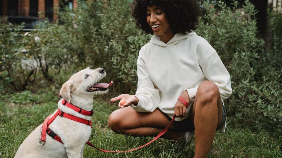Puppy Training Treats cover image