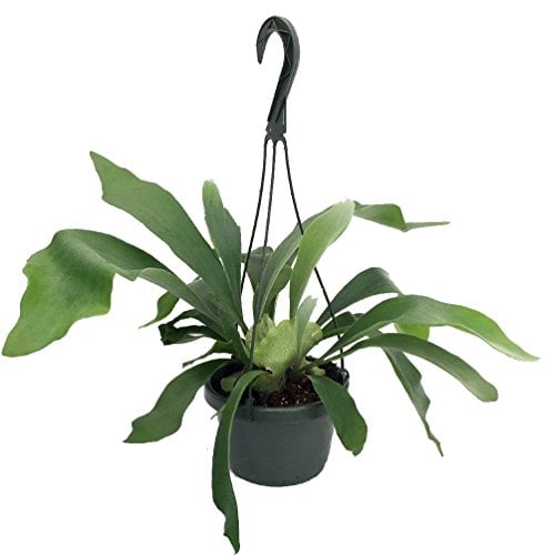 What S The Best House Plants That Are