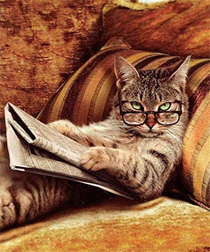 cat wearing reading glasses and reading newspaper