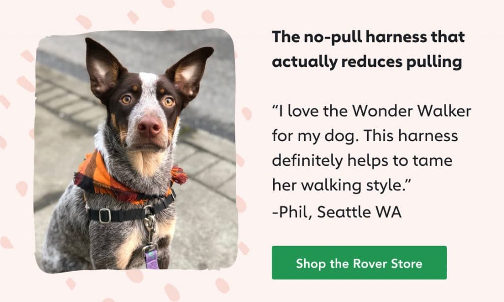 How To Get My Dog To Be A Service Dog Rios Broment