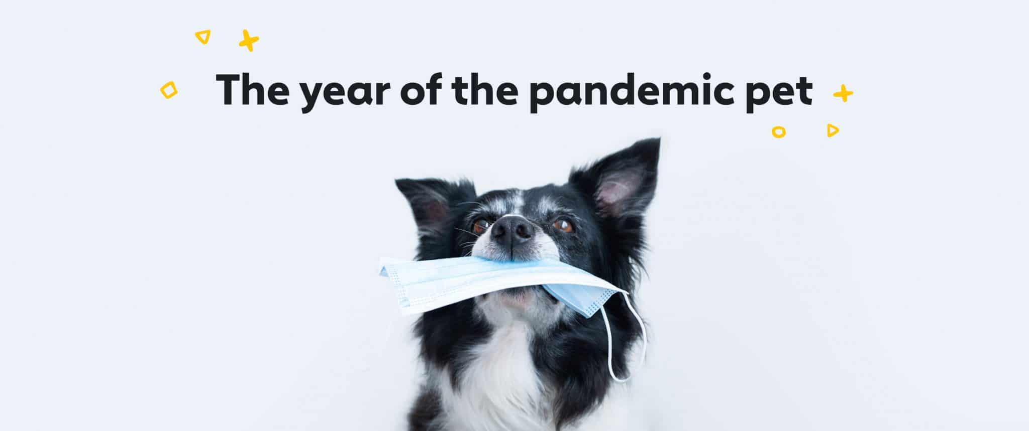 Pandemic pets