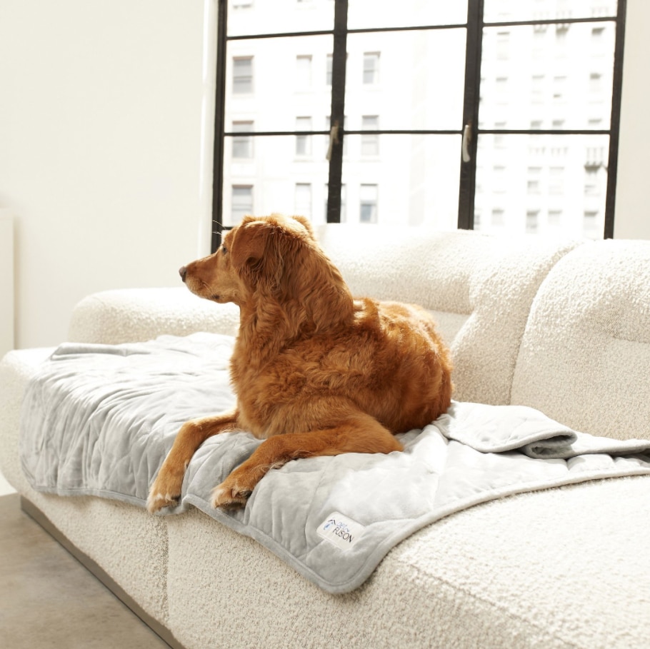 Shih Tzu Dog Fleece Blanket Throw Lightweight Blanket Super Soft Cozy Bed Warm Blanket for Living Room/Bedroom All Season