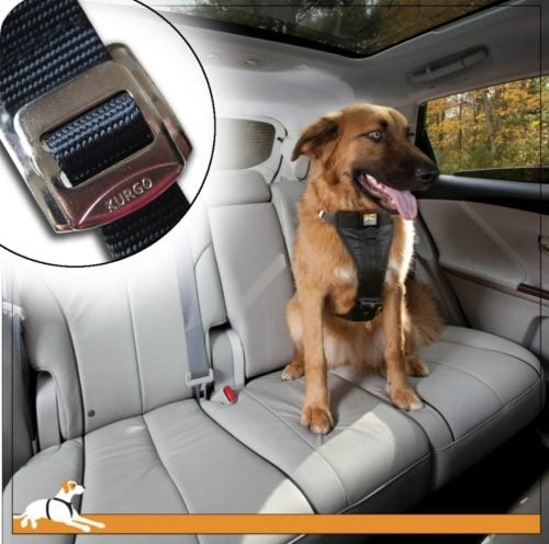 medium sized brown dog in a Kurgo Tru-Fit car harness in a car