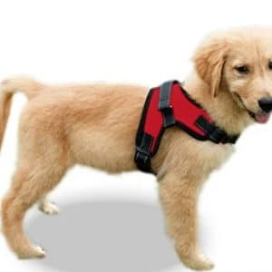 Golden Retriever puppy in a Copatchy Dog Harness