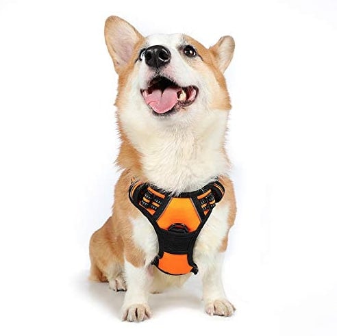 a Corgi models a bright orange Rabittgoo harness
