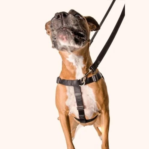 A Boxer in a black 2 Hounds no pull harness