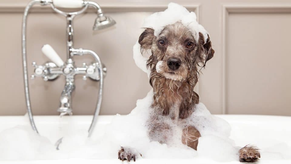 puppy in shampoo