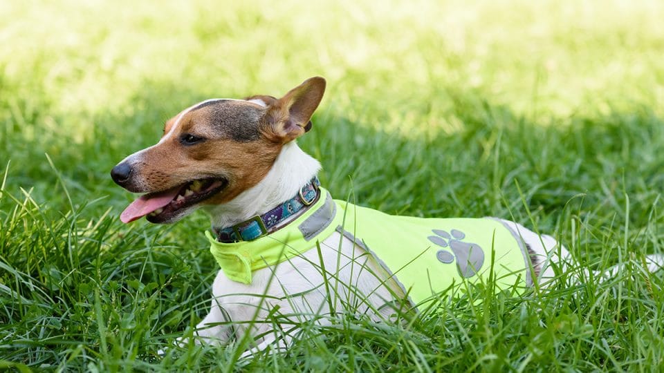 Jack Russell in the grass wearing a reflective vest