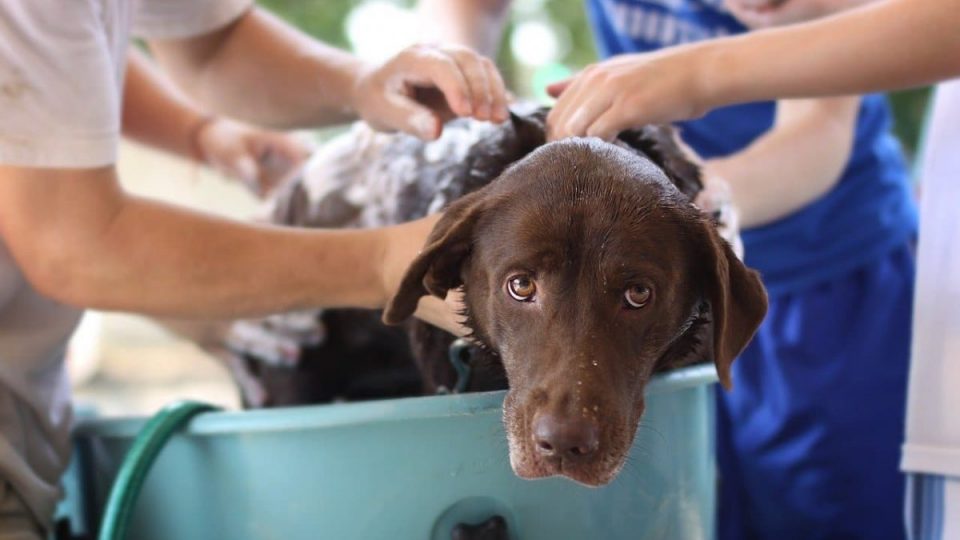 dog in tub with shampoo for skin allergies