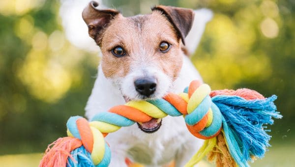 dog with rope chew toy