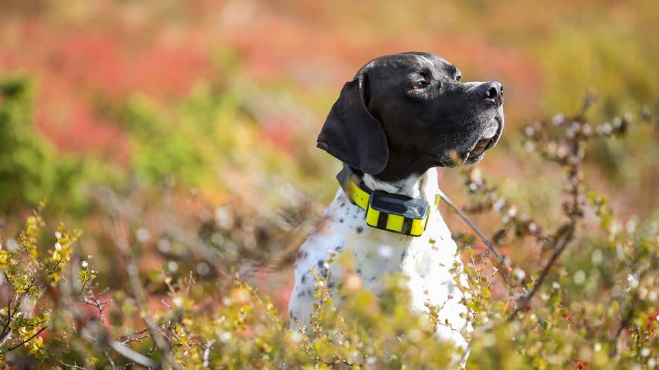dog wearing GPS collar in grass