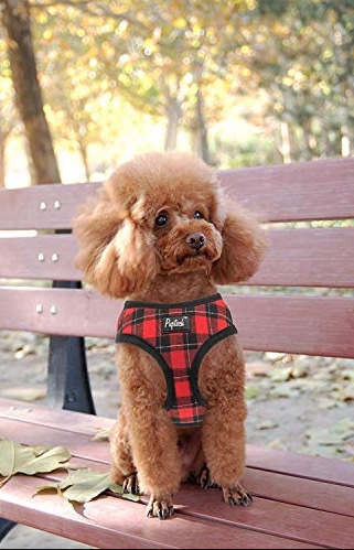 toy poodle harness
