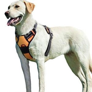 dog wearing orange harness