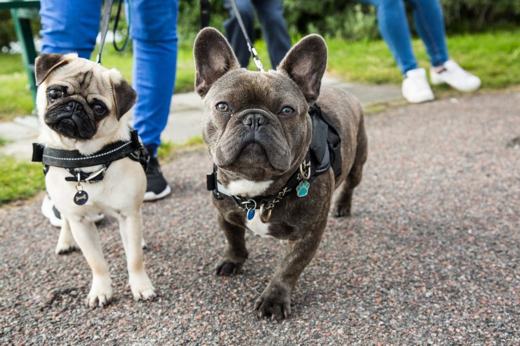 Frenchie and Pug in harnesses on a walk