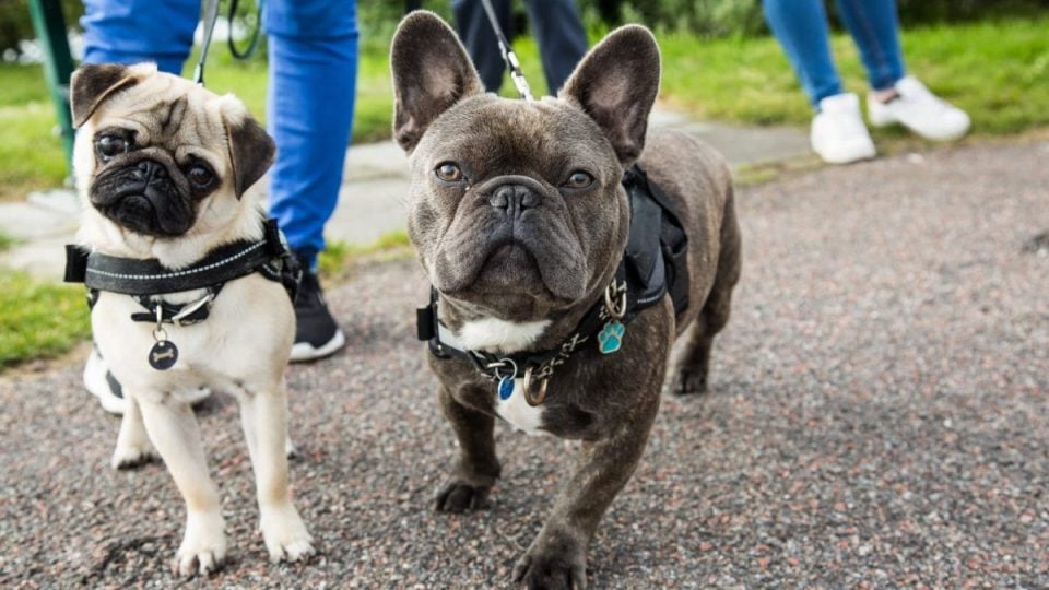 Frenchie and Pug in harnesses on a walk