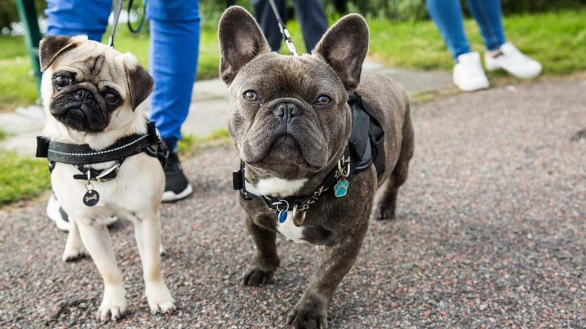 TOUCHDOG 'Tough-Boutique' Adjustable Fashion Designer Pet Dog Harness and  Leash Combination, Small, Royal Blue
