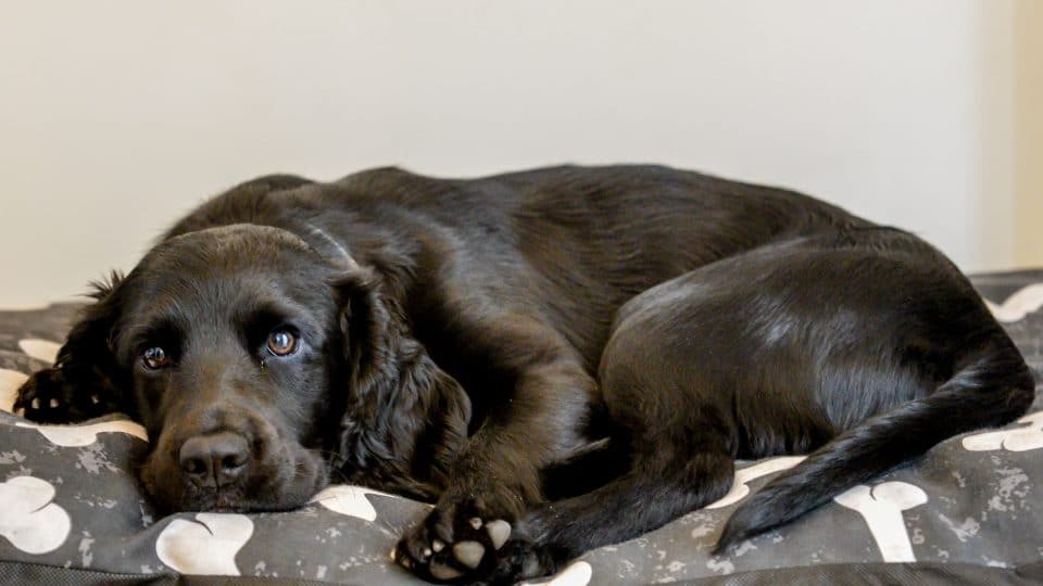 black dog laying on a dog bed
