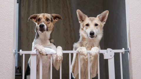 two medium sized mixed breed dogs looking out over a cheap dog fence