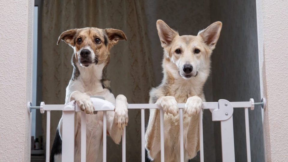 Cheap Dog Fence The Best Affordable Fencing for Dogs