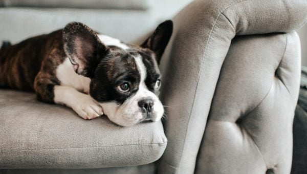 Boston Terrier puppy on couch illustrating how long can you leave a puppy alone